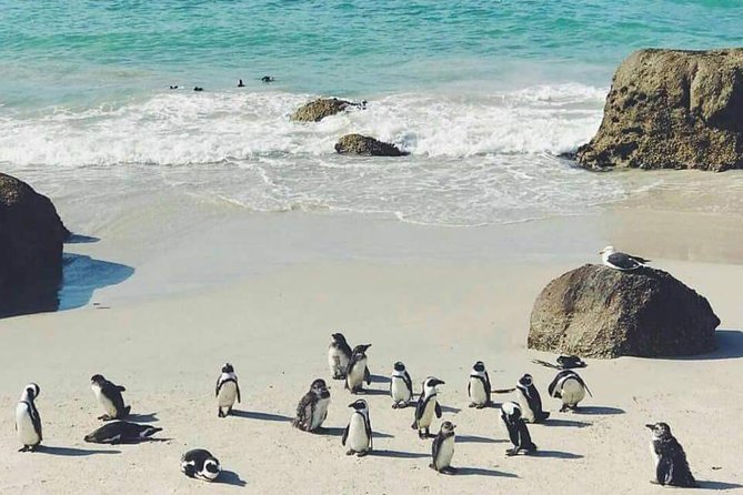 Private Cape Peninsula Tour - Boyes Drive, Muizenberg, and the False Bay return