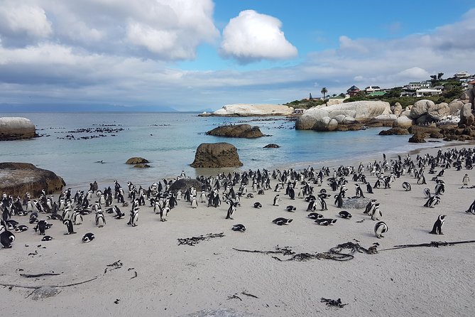 Private Cape Peninsula Tour - Cape Point, Cape of Good Hope sightseeing - Cape Point: the dramatic centerpiece