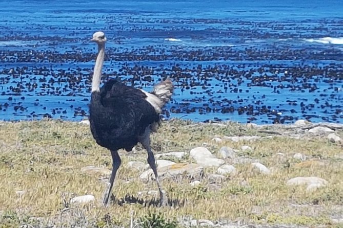 Private Cape Peninsula Tour - Cape Point, Cape of Good Hope sightseeing - Cape of Good Hope and the meaning of the route