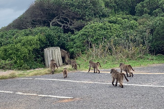 Private Cape Peninsula Tour, With Close Range Penguin Encounter From Cape Town. - Noordhoek brings food and open country