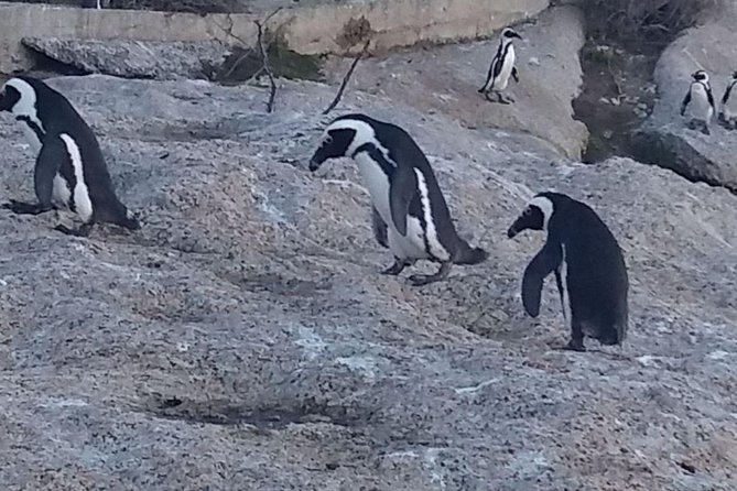 Private Cape Point Penguins Tour-Exploring the Cape Peninsula F/D - Cape Point Nature Reserve and its two lighthouses