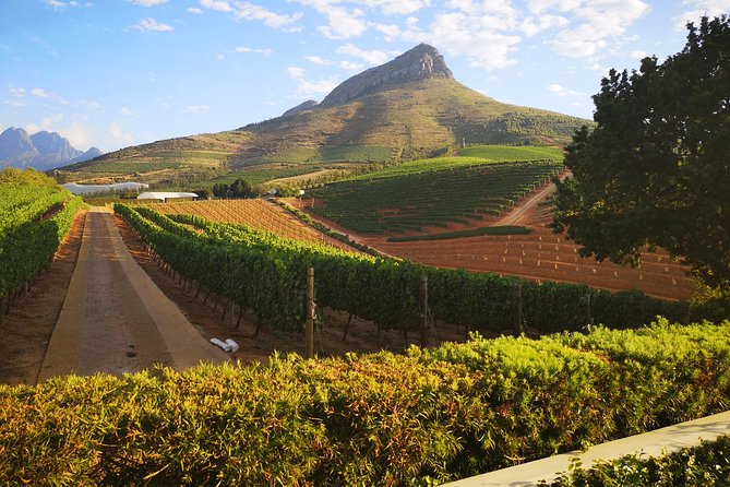 Private Cape Winelands Ful Day Ultra Flexible Guided Tour. - Starting with Stellenbosch’s university avenues