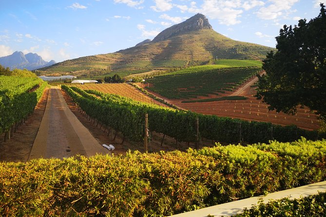 Private Cape Winelands Tour from Cape Town - The Final Wine, Chocolate, and Cheese Pairing