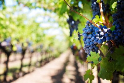 Private Cape Winelands Wine Tasting Tour