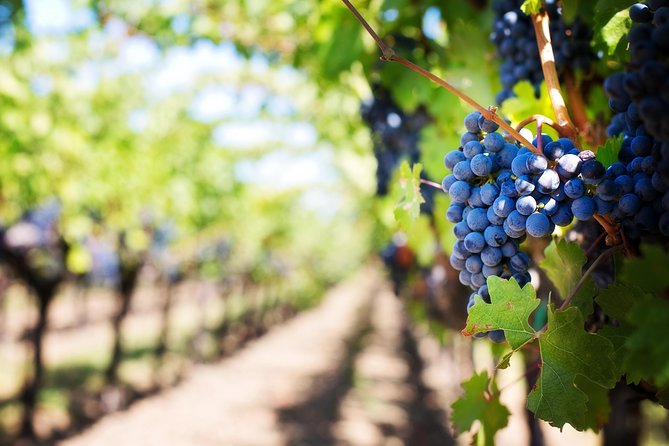Private Cape Winelands Wine Tasting Tour - Franschhoek brings the main wine tasting