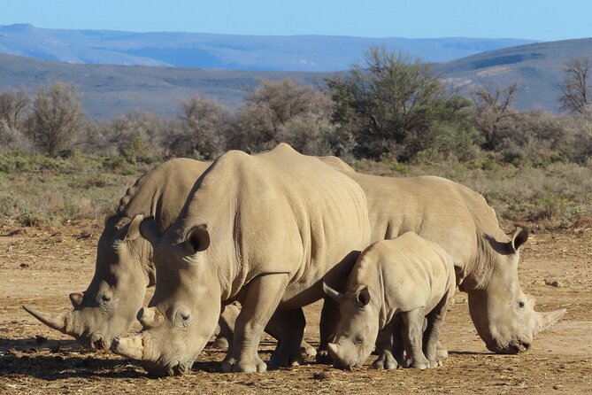 Private Custom Day Tour from Cape Town - The Cape Peninsula route: coast, penguins, and Cape Point