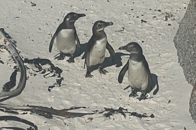Private/Customised Cape Peninsula and Penguin Colony Tour - The value of the $143.68 price