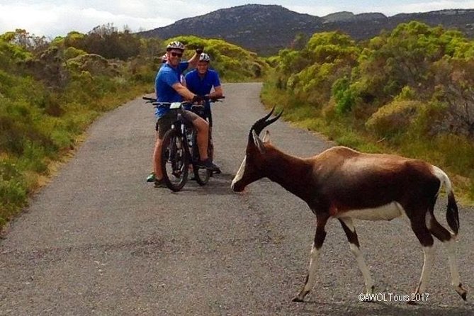 Private Cycling Tour of The Cape Peninsula from Cape Town - Boulders Beach and the wider peninsula