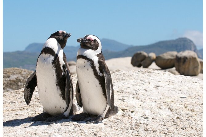 Private Day tour of the Cape. Our reviews show why people book! - Boulders Beach: African Penguins Up Close