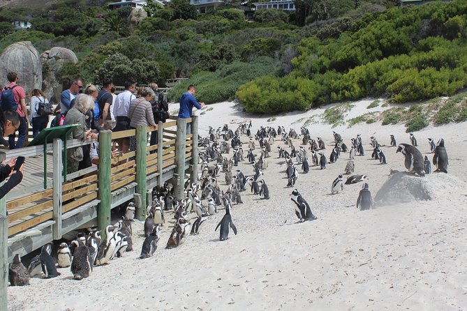 Private Day Tour to Cape of Good Hope Penguins Inc Entry Tickets from Cape Town - Boulders Beach: the African penguin highlight