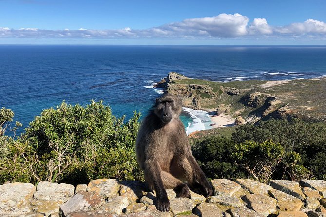 Private Day Tour to Cape Point , Penguins, Wine or Beer Tasting - Lunch near Boulders Beach in Simons Town