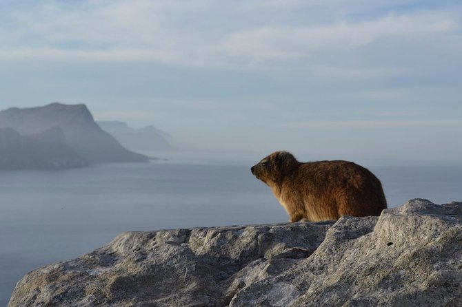 Private day tour to the Cape of Good Hope - Chapman’s Peak Drive, the day’s great road