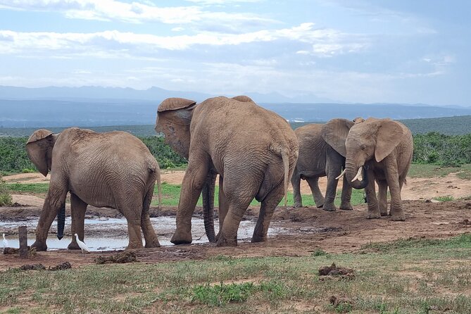 Private Full-Day Addo Elephant Park & Giraffe Walk - A braai lunch in the park