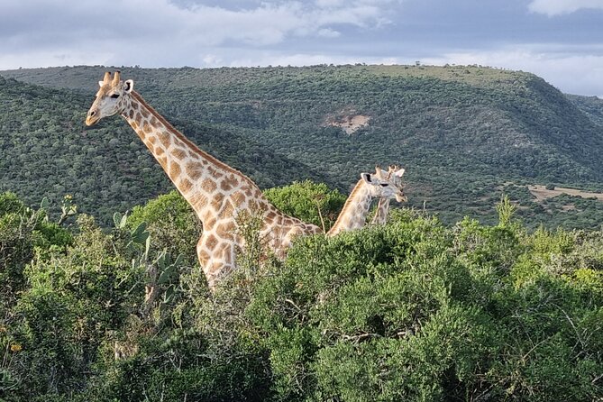 Private Full-Day Addo Elephant Park & Giraffe Walk - Guides who shape the day