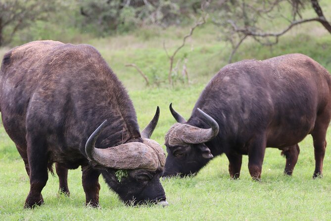 Private Full-Day Addo Elephant Park & Giraffe Walk - What the price includes, and where value lies