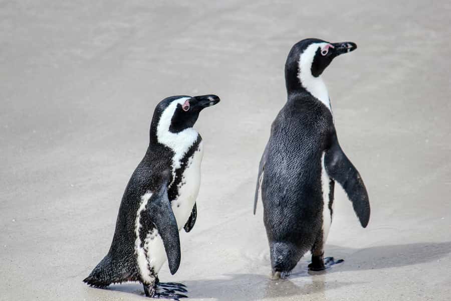 PRIVATE FULL DAY CAPE PENINSULA TOUR - Cape of Good Hope and Cape Point: allow the most time here