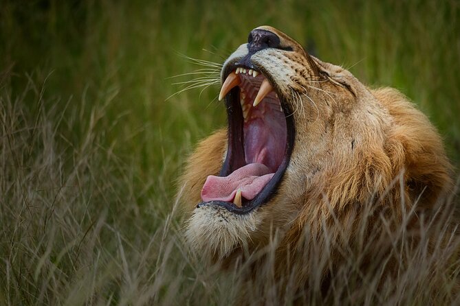 Private Full Day Safari (10 hours) in Kruger National Park - The Olifants River and the late-afternoon return