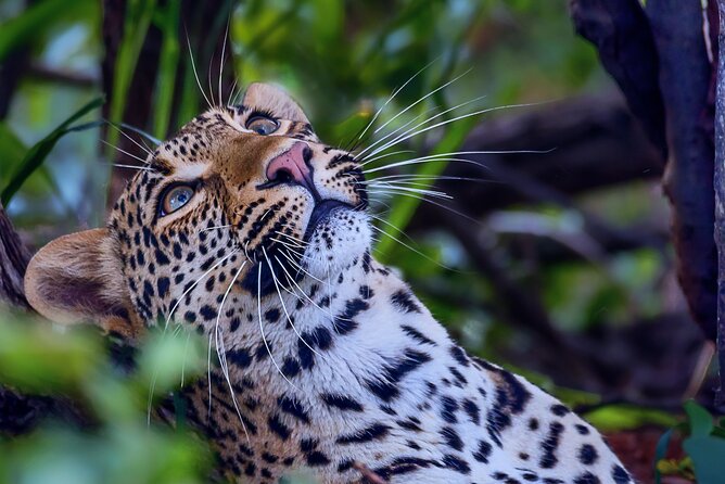 Private Full Day Safari (10 hours) in Kruger National Park - What the private vehicle changes
