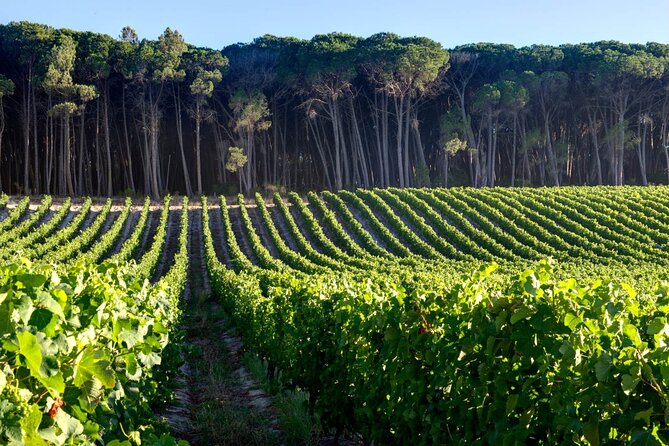 Private Full Day Stellenbosch Wine Tour - Spier Wine Farm: a broad and easygoing first stop