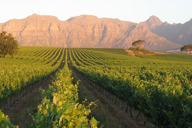 Private Full Day Stellenbosch Wine Tour - Rust en Vrede puts the focus on red wine