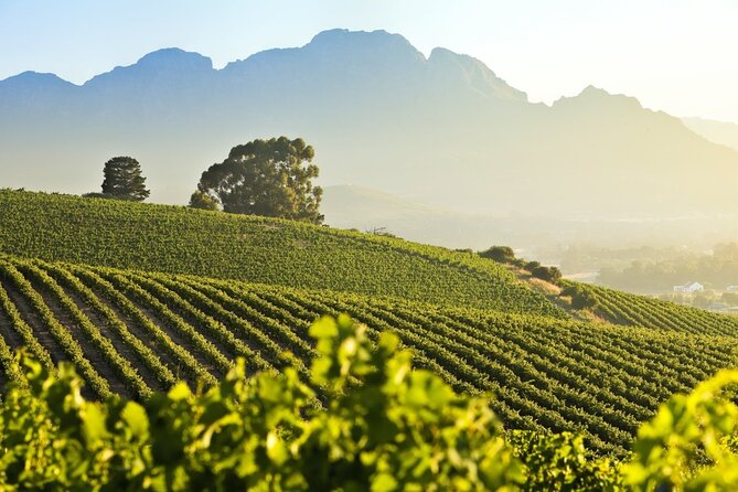 Private Full Day Stellenbosch Wine Tour - Tokara closes the winery circuit with scenery and food