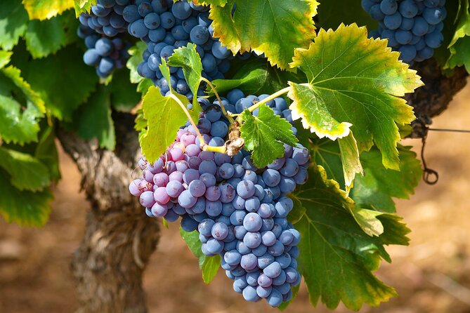 Private Full Day Stellenbosch Wine Tour - Leaving Cape Town for the Winelands