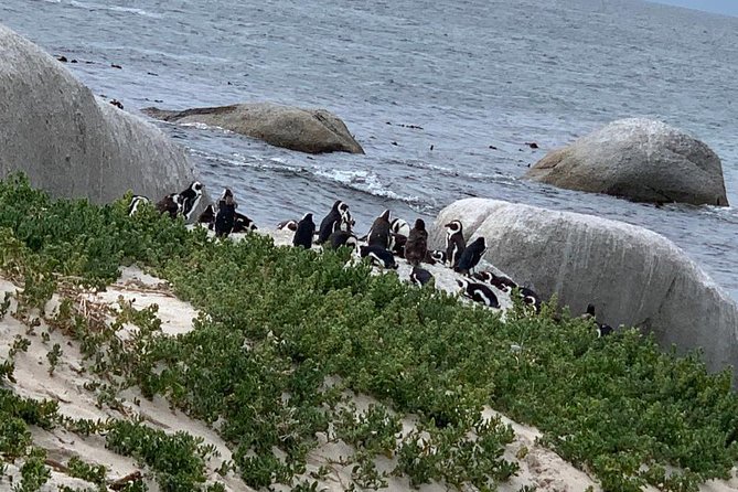 Private Full Day Tour To Cape Point, Penguins With Table Mountain. - Five things to know before you book