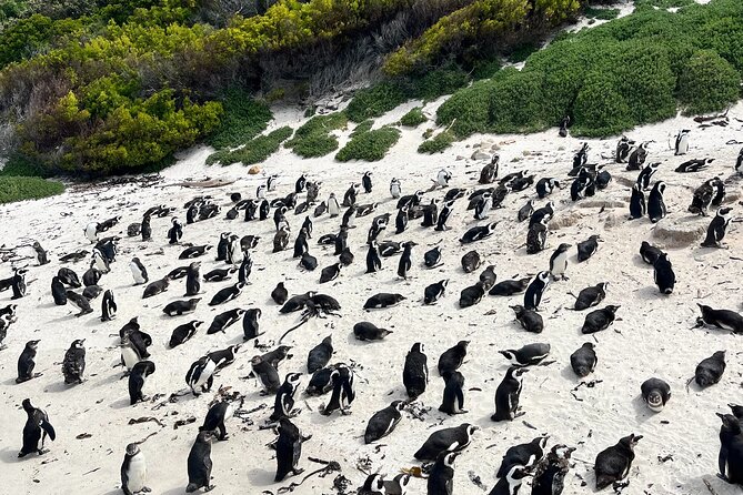 Private Guided Tour in Cape of Good Hope and Table Mountain - Just Nuisance adds a memorable local story