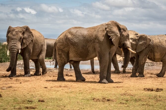 Private Half Day Addo Elephant National Park Safari - The southern section and its animal sightings