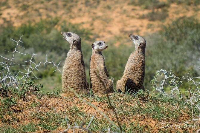 Private Half Day Addo Elephant National Park Safari - Transport, comfort, and the small-group promise