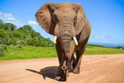 Private Half Day Addo Elephant National Park Safari