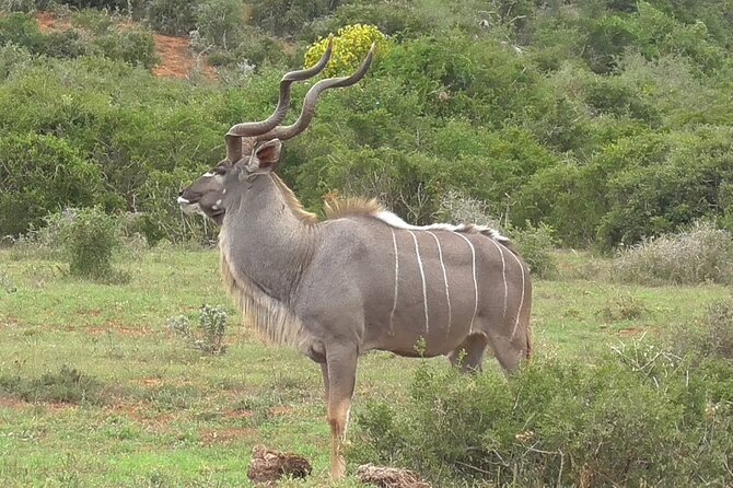 Private Half Day Addo Elephant National Park Safari - What can make the safari special