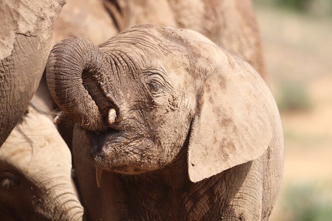 Private Half Day Addo Elephant National Park Safari - Who should book this Addo experience?