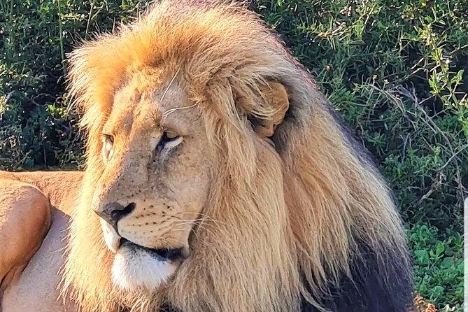 Private Half Day Addo Elephant National Park Safari - Booking details and cancellation terms