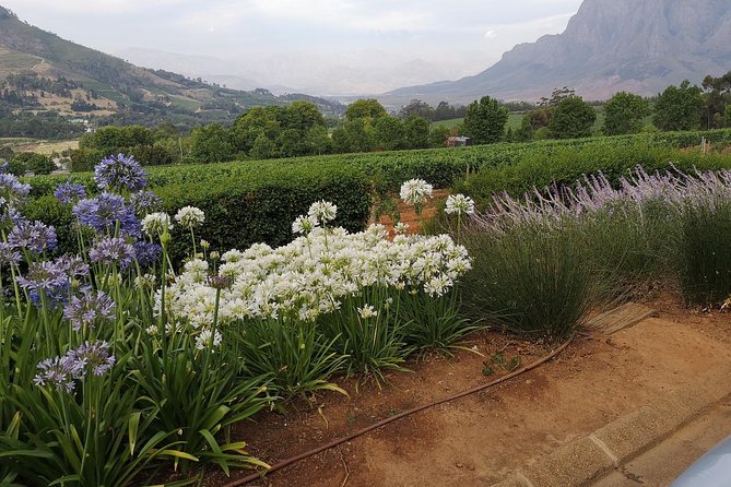 Private Half DayTour:Cape Winelands, Stellenbosch from Cape Town - Stellenbosch, Franschhoek, or both?