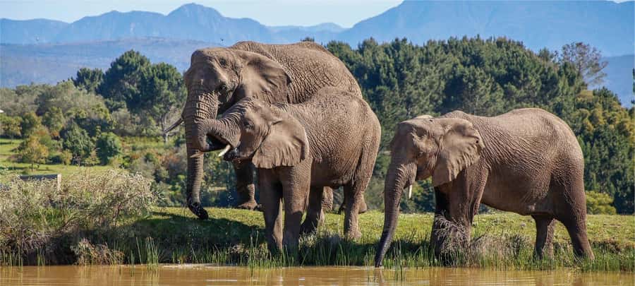 Private Knysna Tour - Full Day - The day at a glance