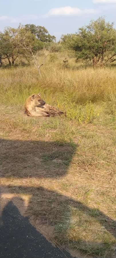 Private Kruger park and Panorama route tour - Five useful things to know before booking