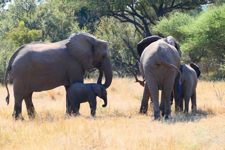 Private Kruger park and Panorama route tour - The Johannesburg to Kruger drive on Day 1