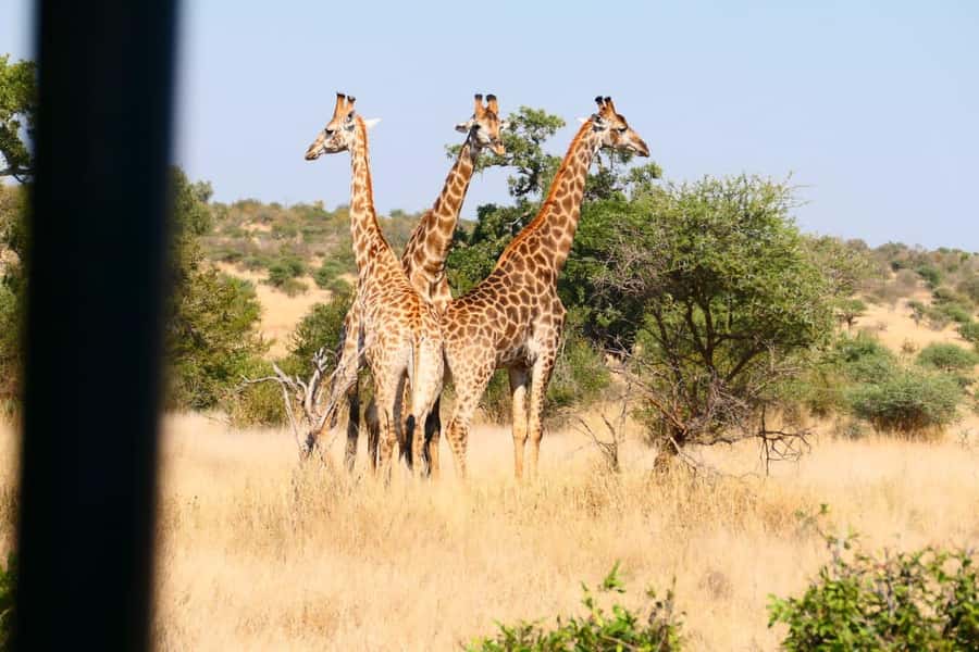 Private Kruger park and Panorama route tour - How to make the most of your game drive