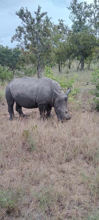 Private Kruger park and Panorama route tour - Should you book it?