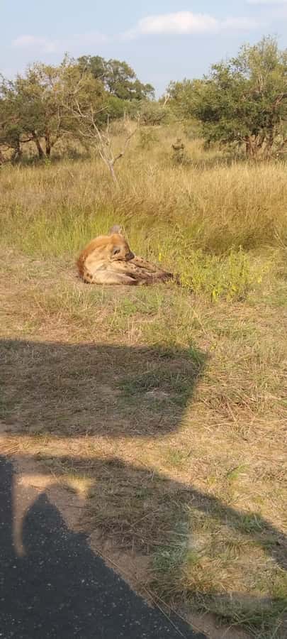 Private Kruger park and Panorama route tour - FAQ