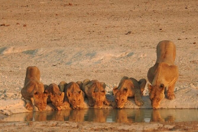 Private Kruger Park Safari and Panorama Route - What the $953.93 price really covers