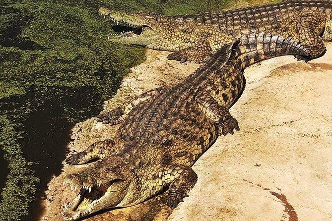 Private Le Cape Animal Farms Full Day Tour - Le Bonheur, where crocodiles take center stage