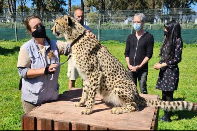 Private Le Cape Animal Farms Full Day Tour - Alpacas, dromedaries, coffee, and weaving