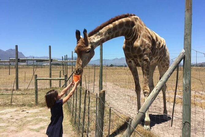 Private Le Cape Animal Farms Full Day Tour - The cheetah and monkey question