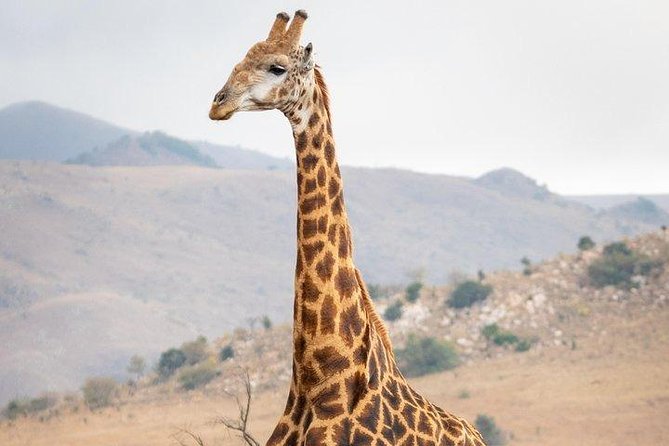 Private Le Cape Animal Farms Full Day Tour - What $182.31 really buys you