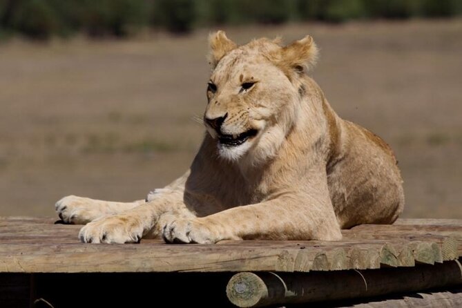 Private Le Cape Animal Farms Full Day Tour - The guide can make or break the pace