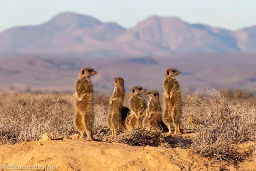 Private Oudtshoorn Full Day Tour - How the day feels from start to finish