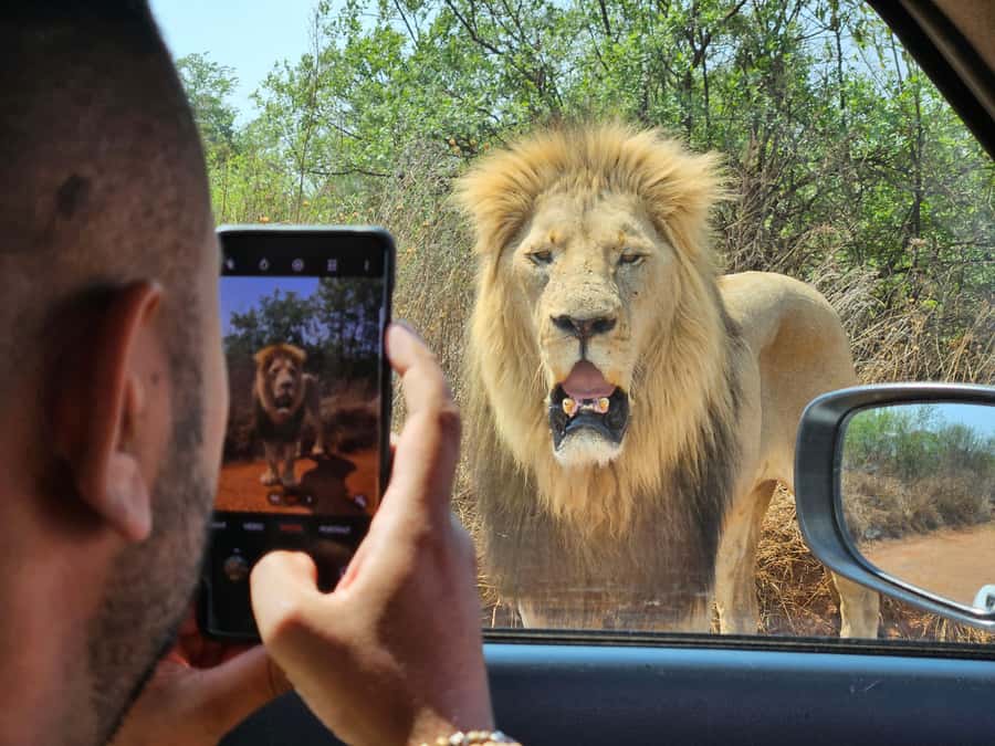 Private Rhino and Lion Park, Cradle Caves or Maropeng Museum - Rhino and Lion Park: three hours with South Africa’s animals