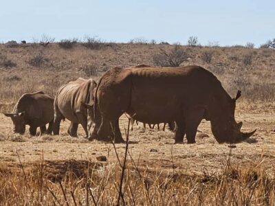 Private Rhino and Lion Park, Cradle Caves or Maropeng Museum